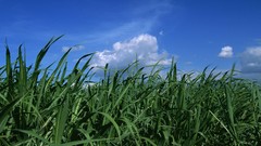 Grass Japan skyscapes