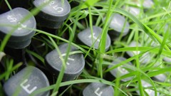 Grass keyboards