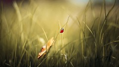 Grass ladybirds