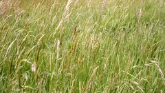 Grass Landscapes nature