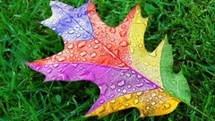 Grass leaf multicolor waterdrops artistic
