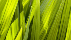 Grass macro