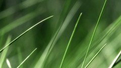 Grass macro