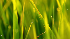 Grass macro