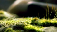 Grass macro depth of