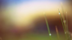 Grass macro depth of