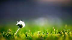 Grass macro depth of