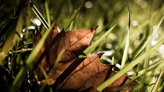 Grass macro fallen leaves