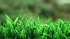 grass macro Plants blurred nature