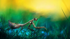 Grass mantis insects