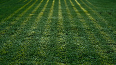 Grass meadow sun Rays