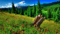Grass meadows forests HDR Photography