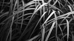 Grass monochrome