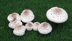 Grass mushrooms