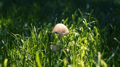 Grass mushrooms
