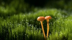 Grass mushrooms