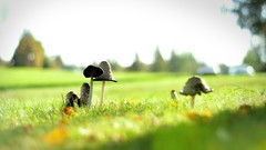Grass mushrooms