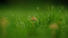 Grass mushrooms