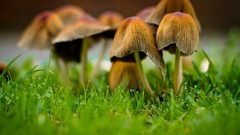 Grass mushrooms fungus