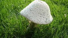 Grass mushrooms nature