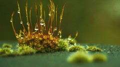 Grass national geographic Green