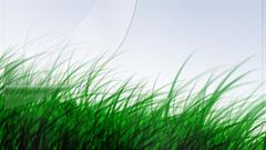 Grass nature