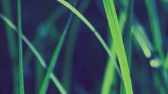 grass nature depth of field macro Plants