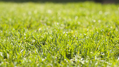 grass nature Green Plants