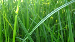 Grass nature photography