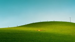 Grass New Zealand farmland