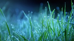 Grass night dew bokeh