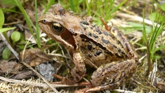 Grass Norway Frogs amphibians