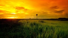 Grass orange distance evening horizon savanna