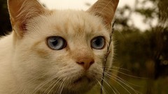 Grass outdoors cats blue