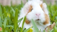Grass outdoors guinea pigs