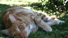 Grass outdoors yellow eyes