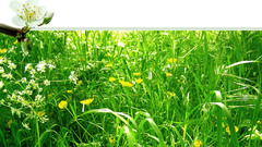 Grass patterns nature spring