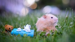 Grass pets hamsters