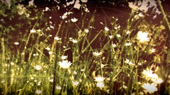 Grass Photo manipulation