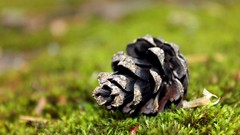 Grass pinecones