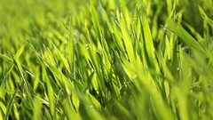 Grass Plants