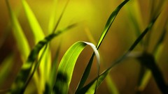 Grass Plants depth of