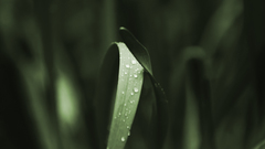 Grass Plants water drops