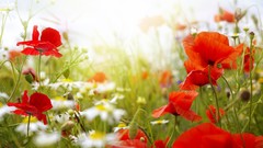 Grass Poppies fields