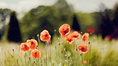 Grass Poppies fields