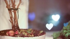 Grass pot reflections