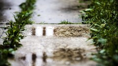 Grass puddles pavement depth of field
