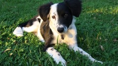 Grass Puppies border collies