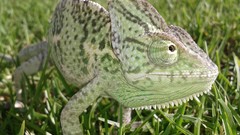 Grass Reptiles chameleons