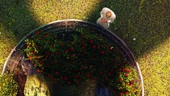 Grass roses Garden bioshock infinite